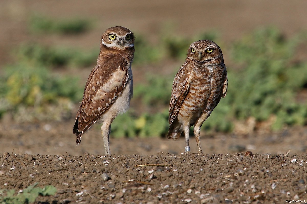 Burrowing Owl - DigiBirdTrek CA