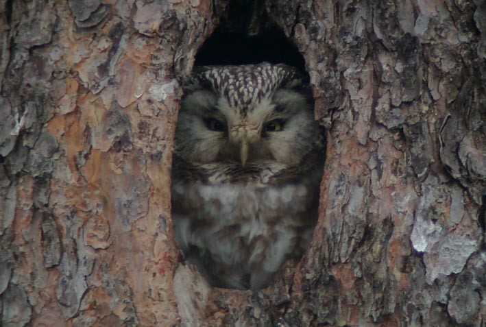 Boreal Owl (Tengmalm's) - ML205724701