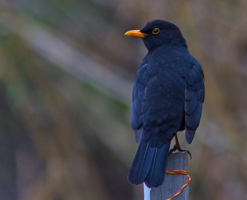 Eurasian Blackbird - Morten Venas