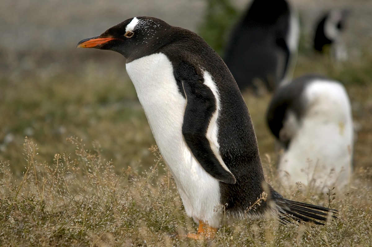 Gentoo Penguin - Miquel Bonet