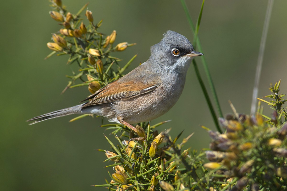 Spectacled Warbler - ML205725281