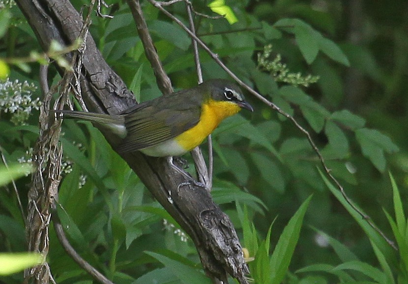 Yellow-breasted Chat (virens) - Carlton Collier