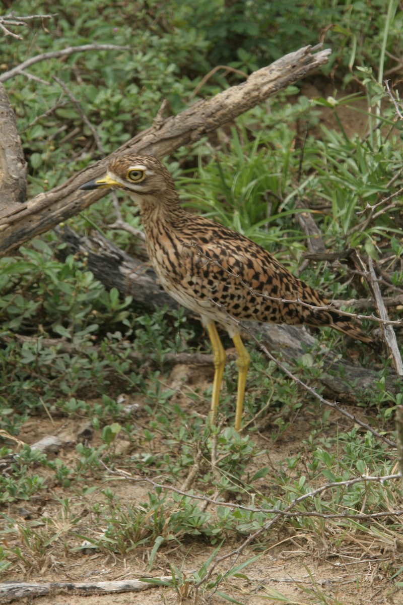 Spotted Thick-knee - Carlton Collier