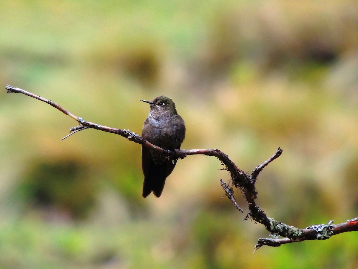 Violet-throated Metaltail - ML205725431