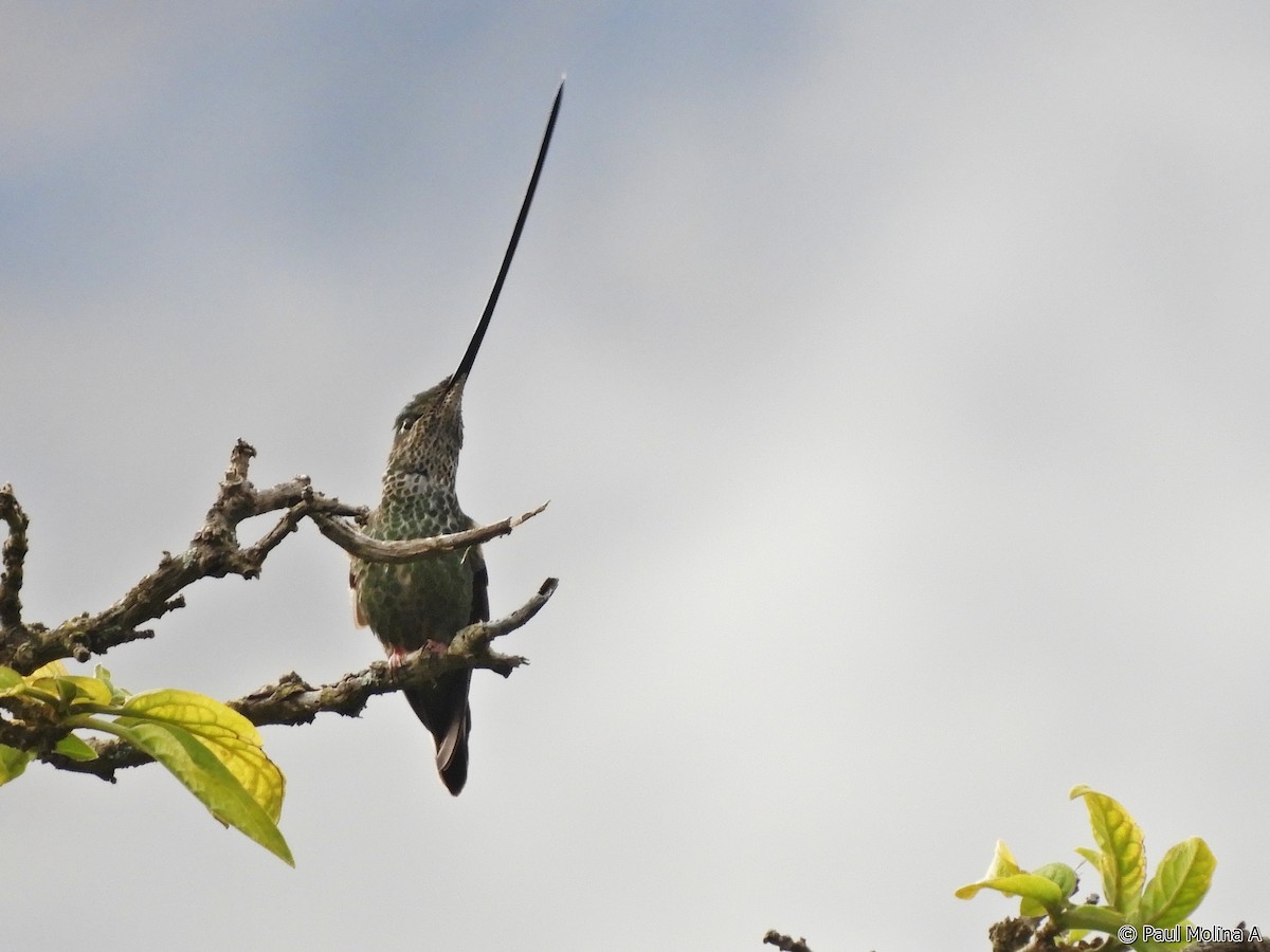 Sword-billed Hummingbird - Paul Molina A