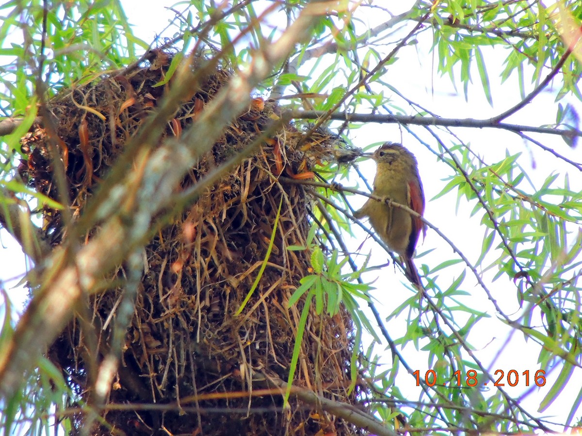 Line-cheeked Spinetail (Line-cheeked) - ML205725661
