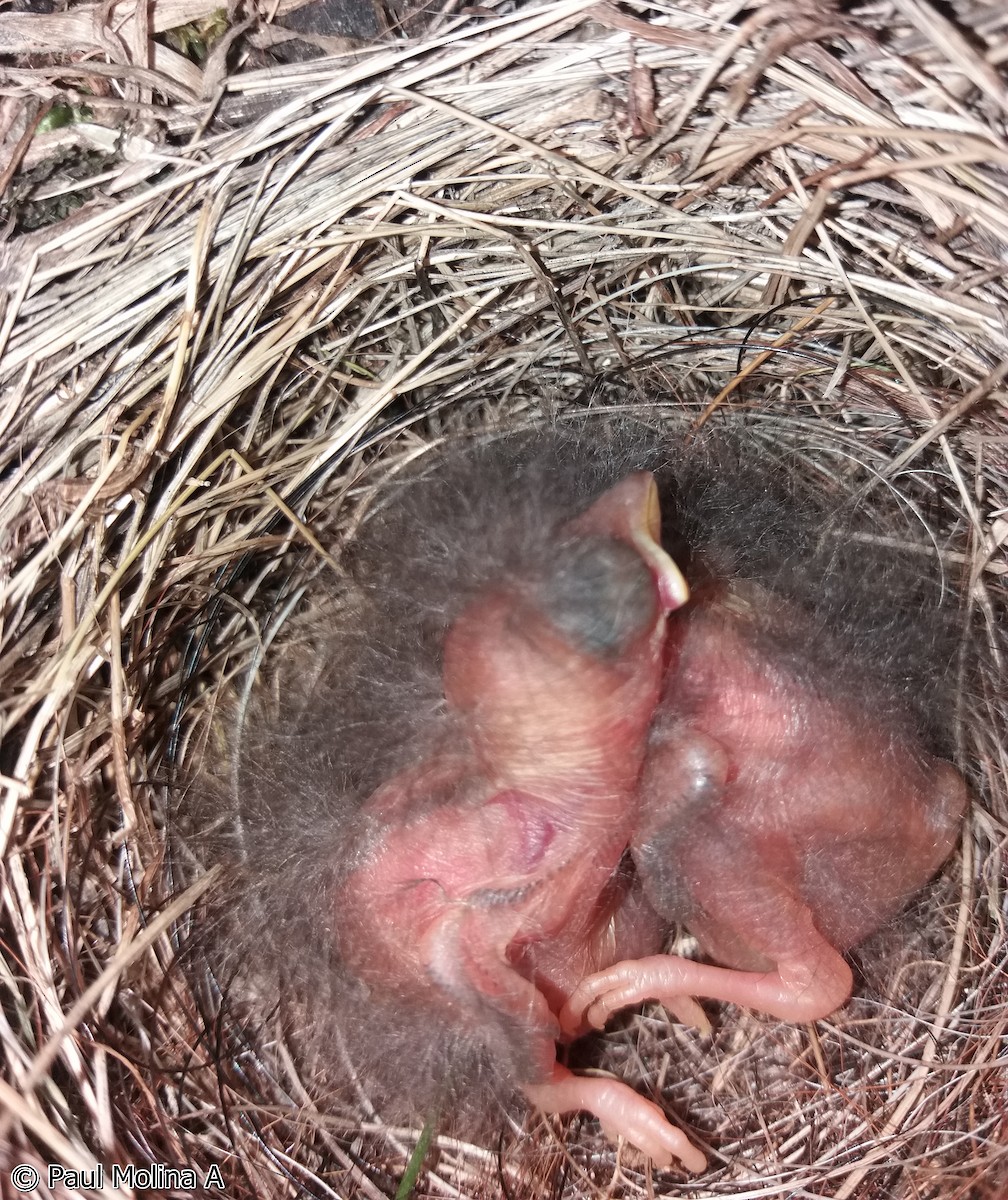 Rufous-collared Sparrow (Rufous-collared) - Paul Molina A