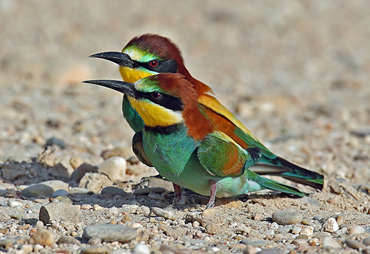 European Bee-eater - ML205726101