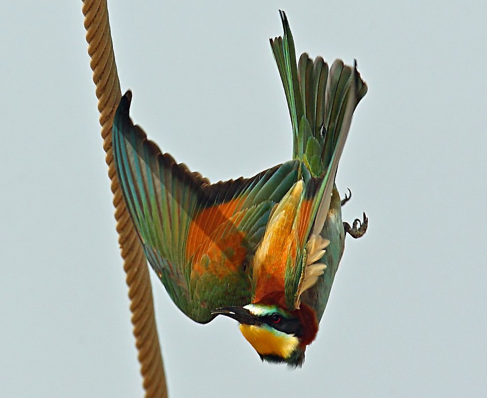 European Bee-eater - John Thompson