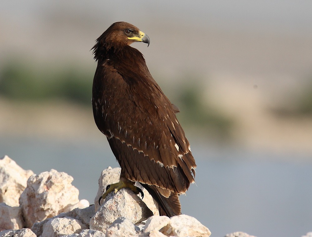 Greater Spotted Eagle - ML205726151
