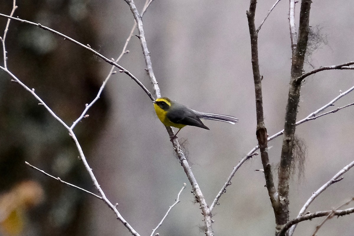 Yellow-bellied Fairy-Fantail - ML205727031