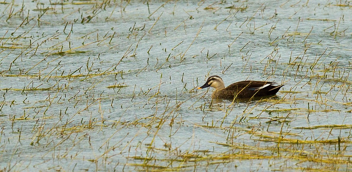 Eastern Spot-billed Duck - Morten Venas
