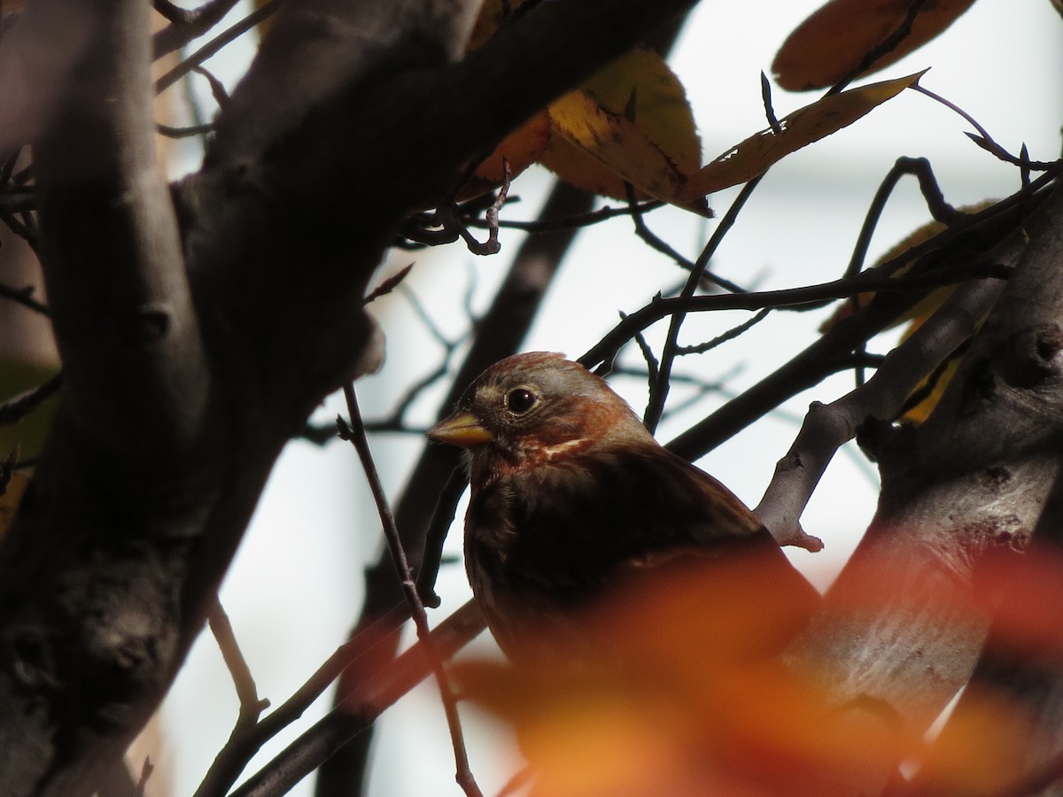 Fox Sparrow (Red) - Tristan Lowery