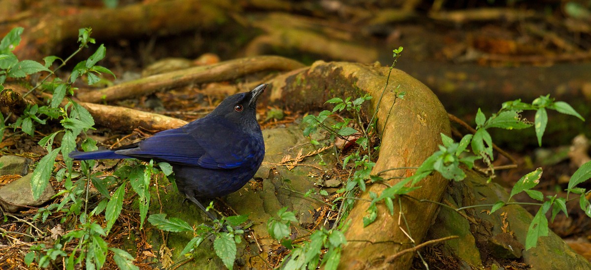 Тайваньская синяя птица - ML205727321