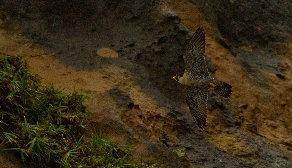 Peregrine Falcon (Eurasian) - Morten Venas