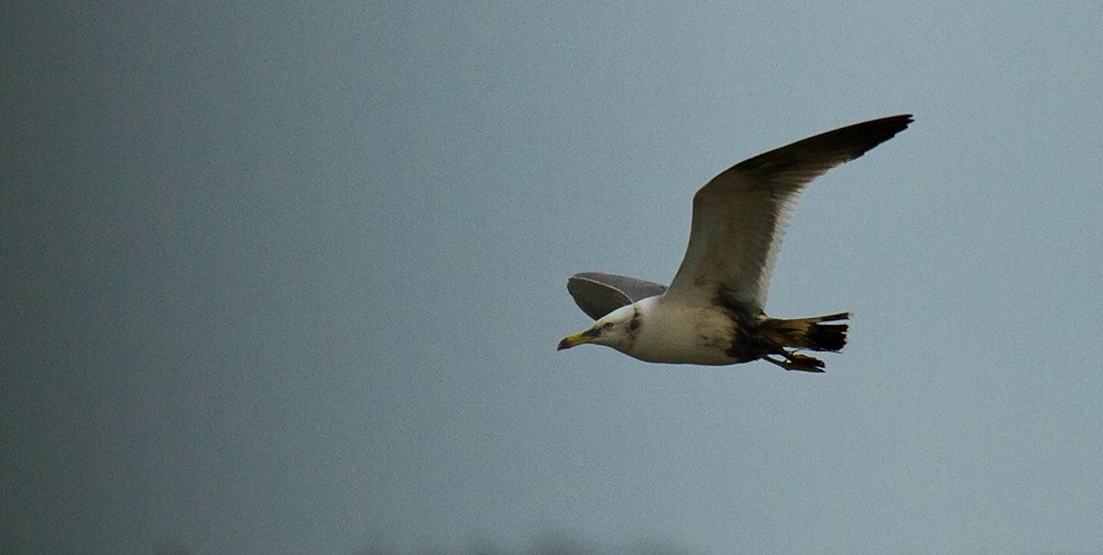 Black-tailed Gull - Morten Venas