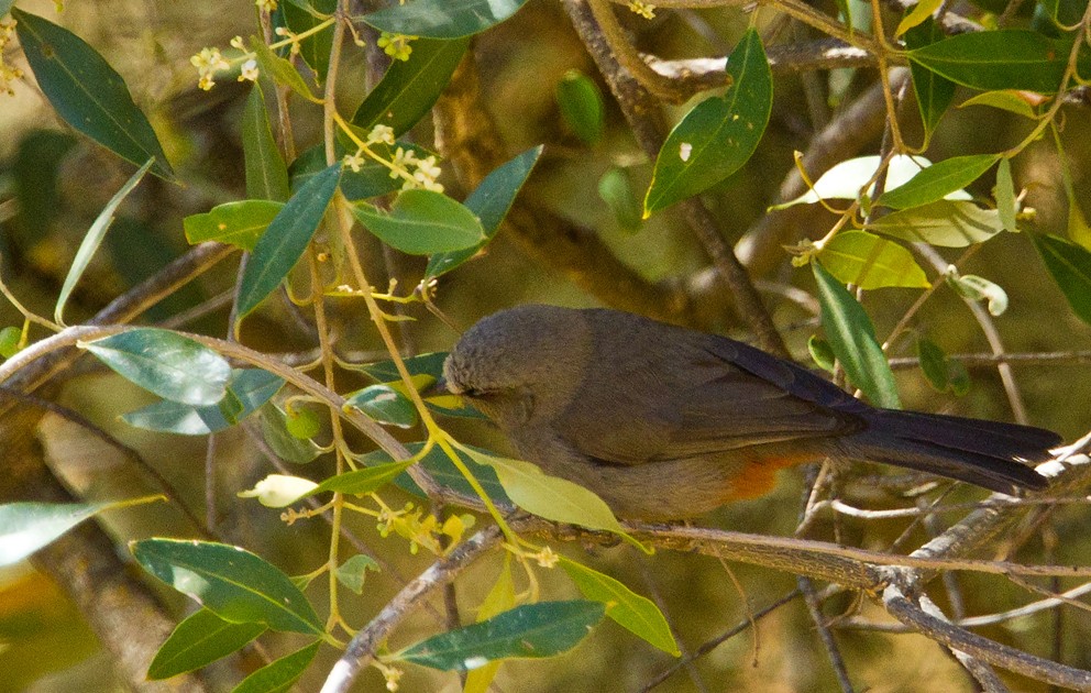 Abyssinian Catbird - ML205727641