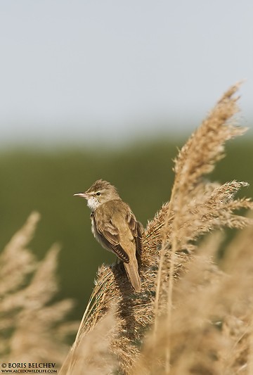 Great Reed Warbler - Boris Belchev