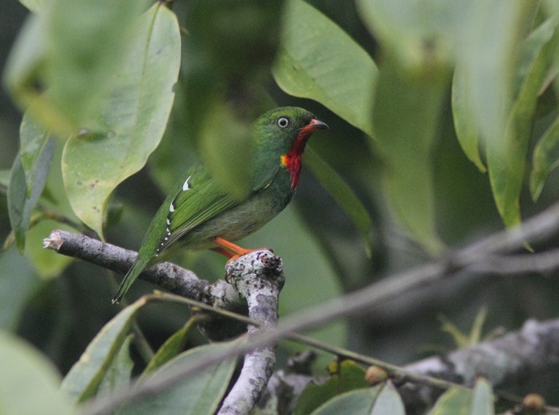 Fiery-throated Fruiteater - William Price
