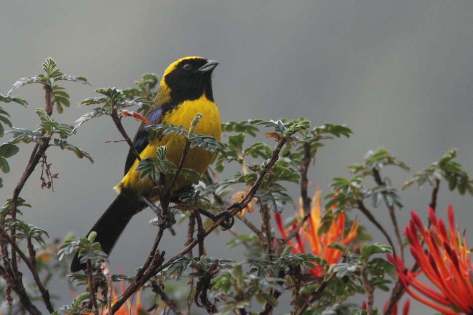Masked Mountain Tanager - William Price