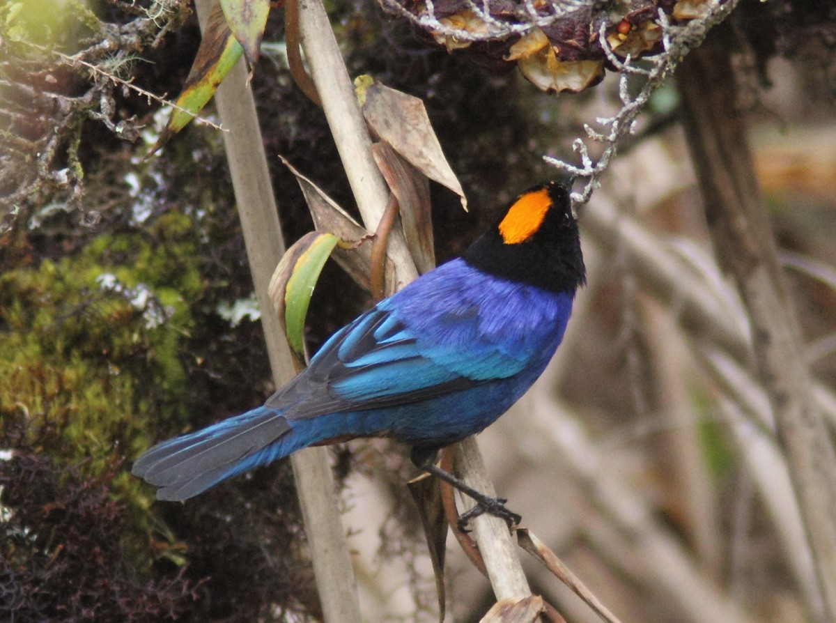 Golden-crowned Tanager - William Price