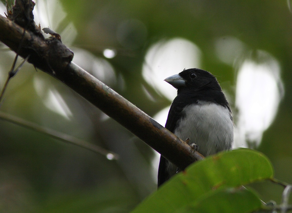Cone-billed Tanager - ML205728221