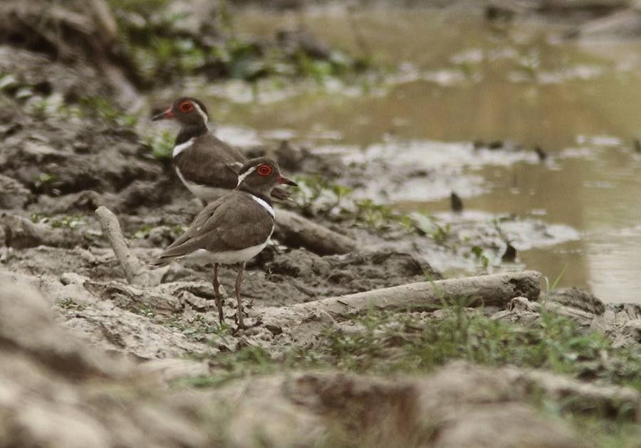 Forbes's Plover - ML205728241