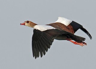 Egyptian Goose, ML205728551