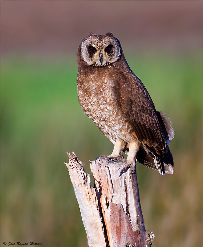 Marsh Owl - José Martín
