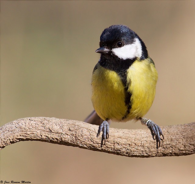 Great Tit Parus Major Passerine Bird Stock Photo 2273359951