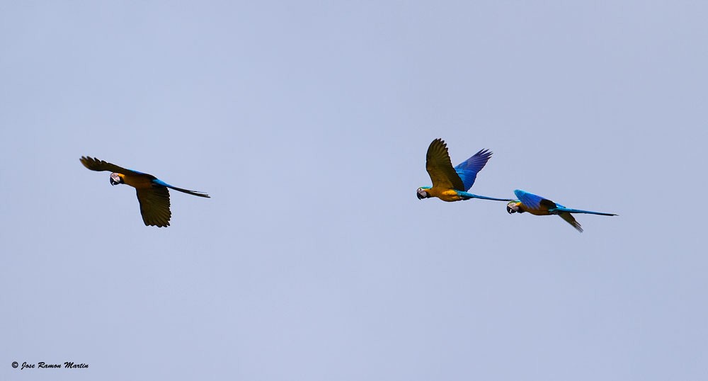 Blue-and-yellow Macaw - José Martín