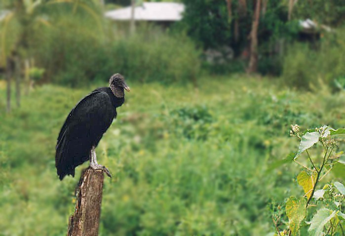 Black Vulture - José Martín