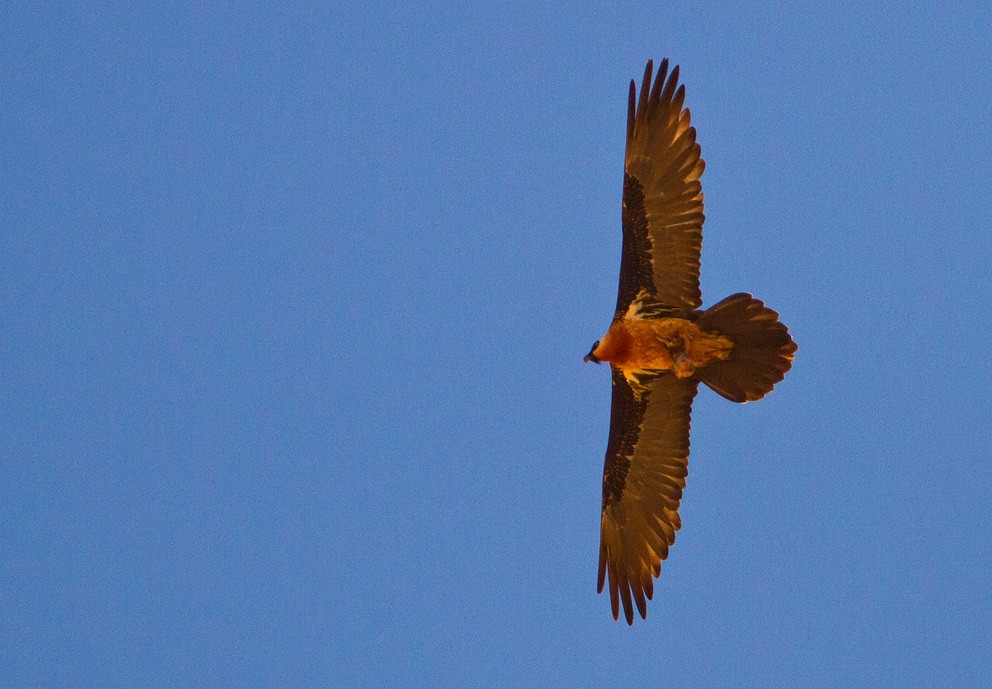 Bearded Vulture (African) - ML205729841