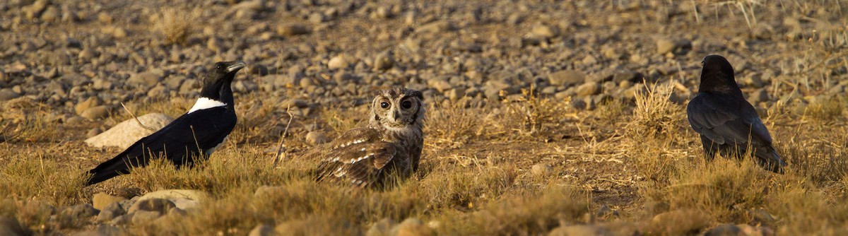 Grayish Eagle-Owl - Morten Venas