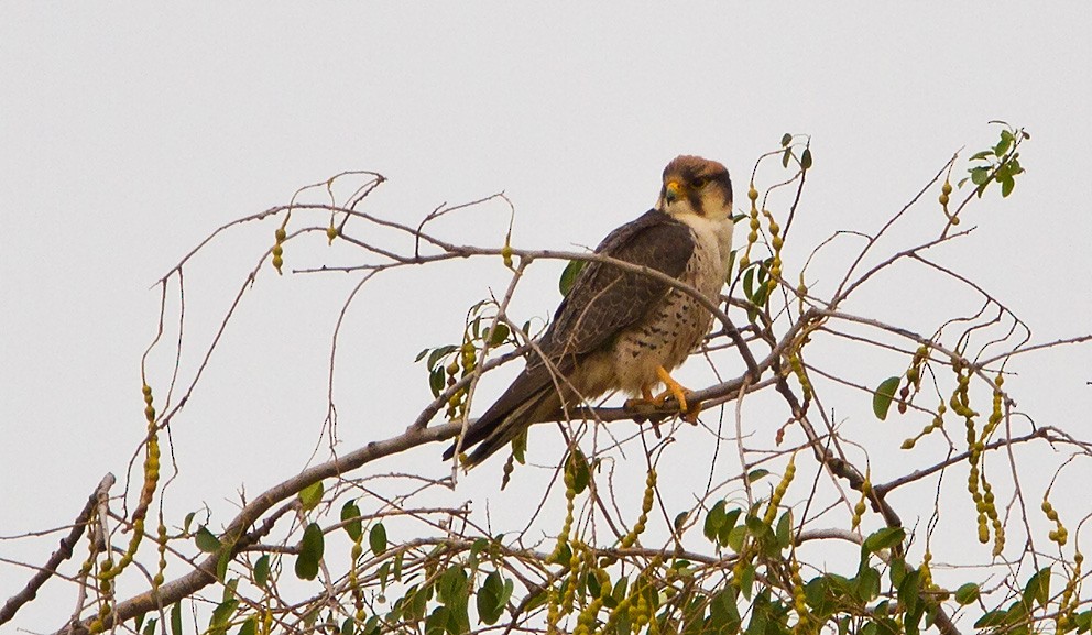 Peregrine Falcon (Barbary) - Morten Venas