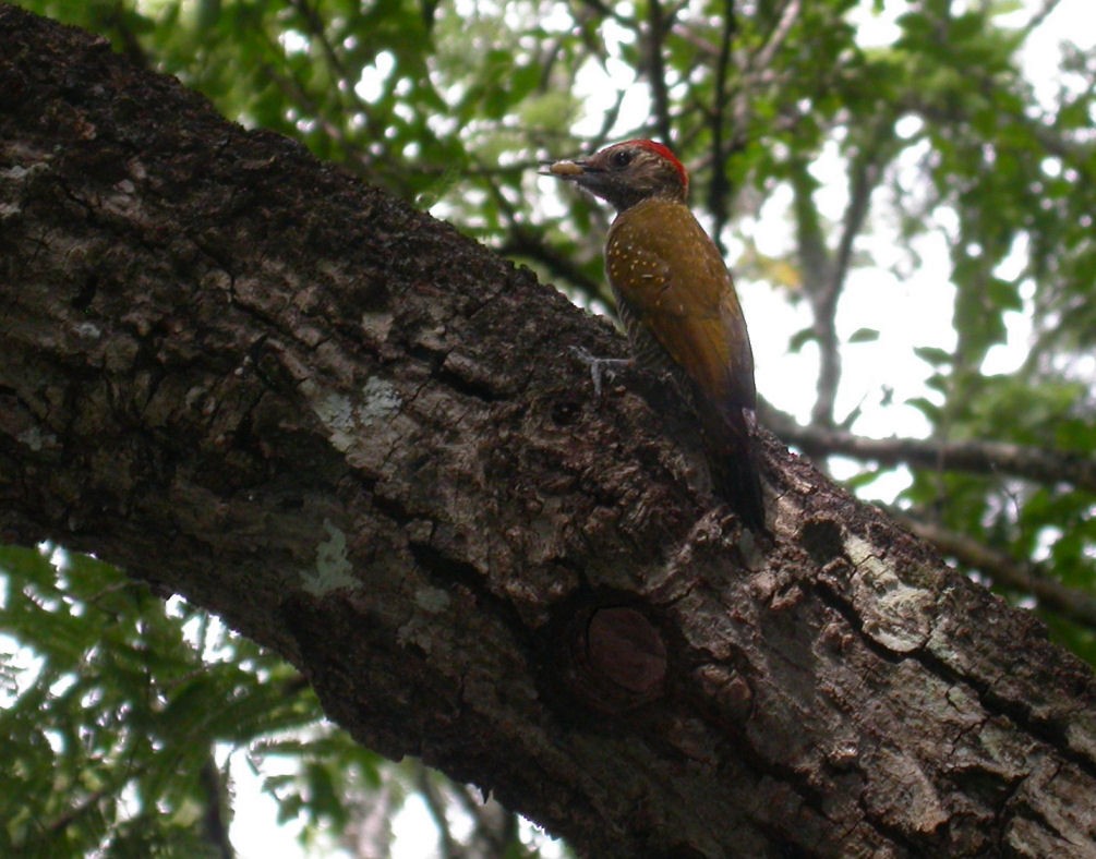 Dot-fronted Woodpecker - ML205730391