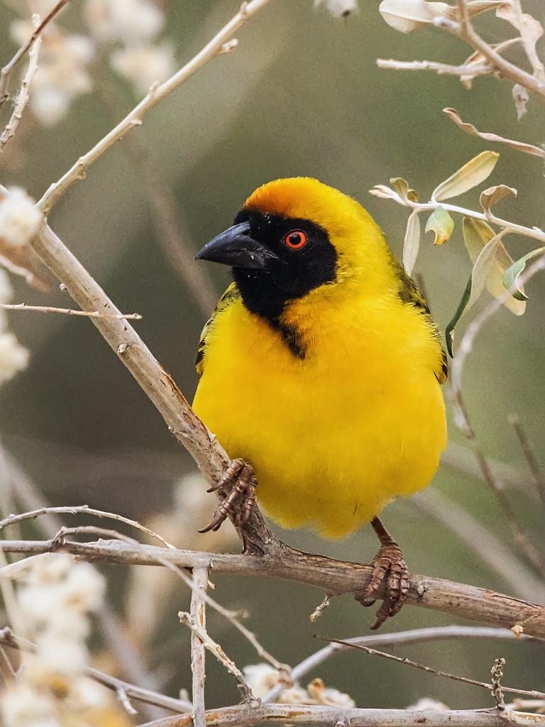 Southern Masked-Weaver - David and Kathy Cook