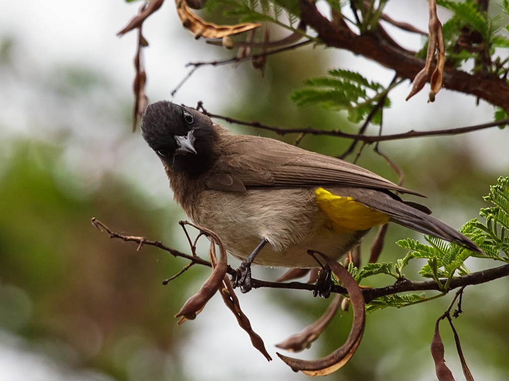 Common Bulbul (Dark-capped) - David and Kathy Cook