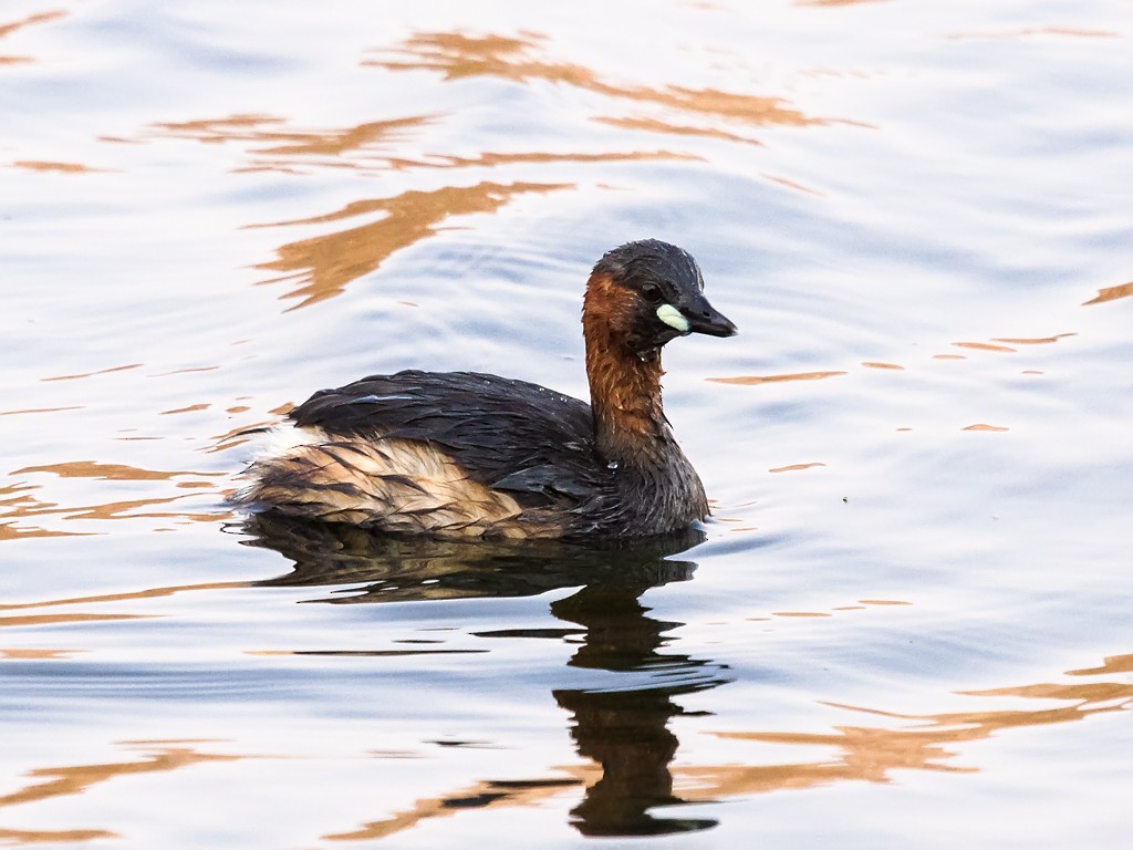 Little Grebe (Little) - David and Kathy Cook