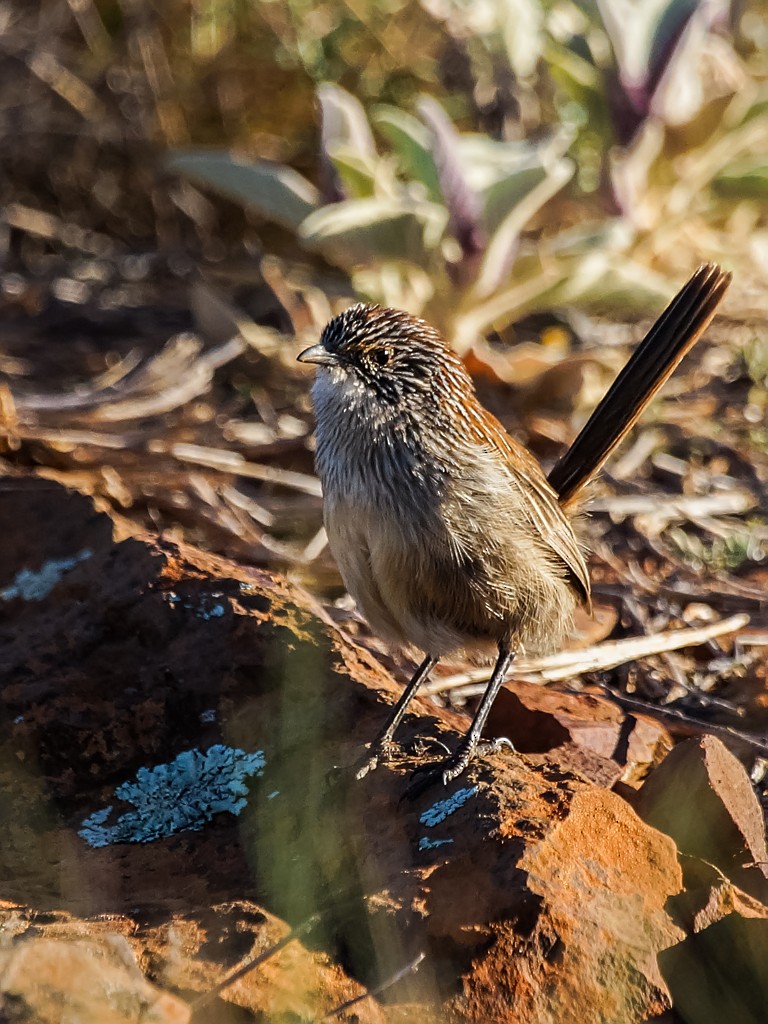 Short-tailed Grasswren - David and Kathy Cook