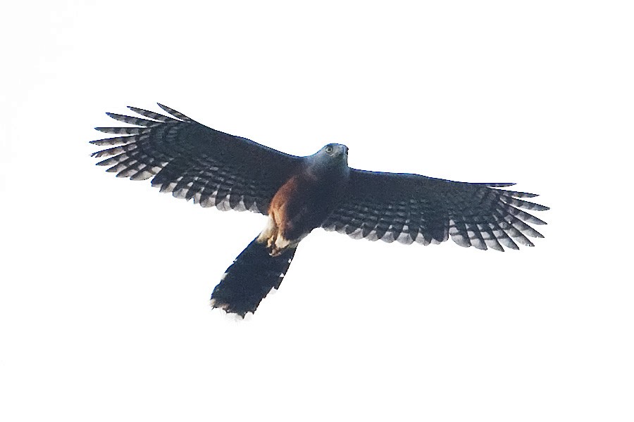 Long-tailed Hawk - ML205730911