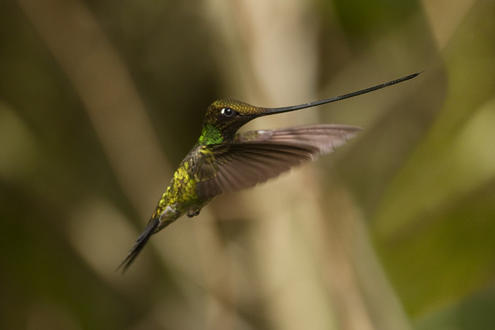 Sword-billed Hummingbird - Tony Palliser