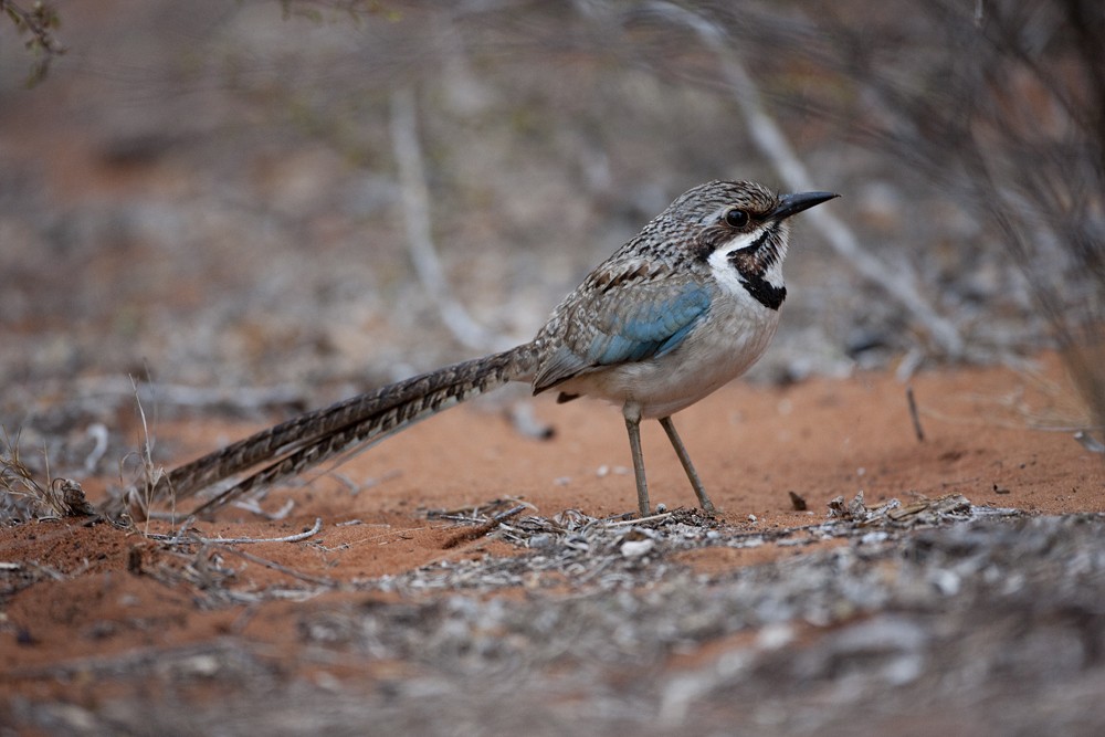 Long-tailed Ground-Roller - ML205731141