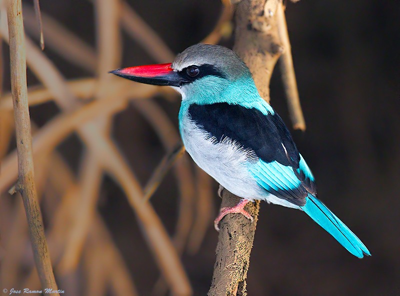 Blue-breasted Kingfisher - José Martín