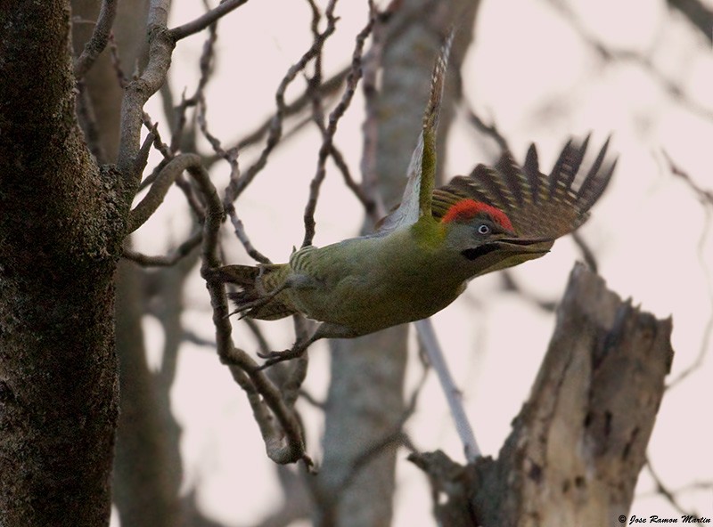 Levaillant's Woodpecker - José Martín
