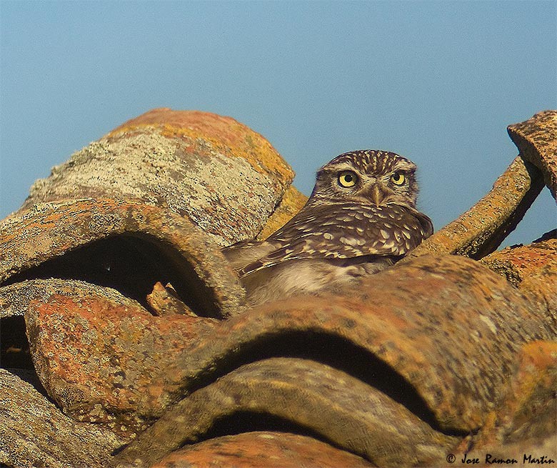 Little Owl - José Martín