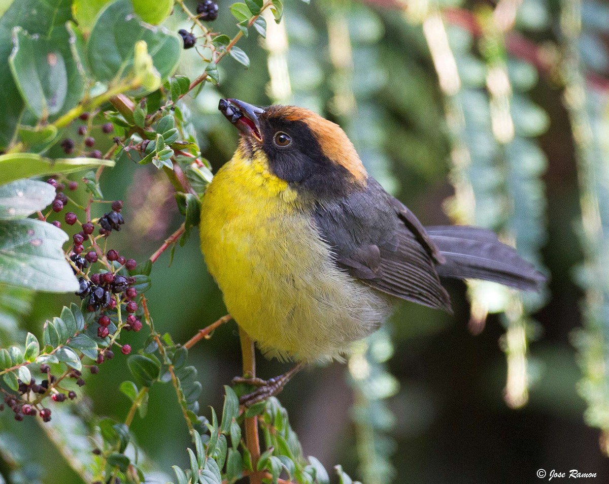 Yellow-breasted Brushfinch (Yellow-breasted) - Jose Martin