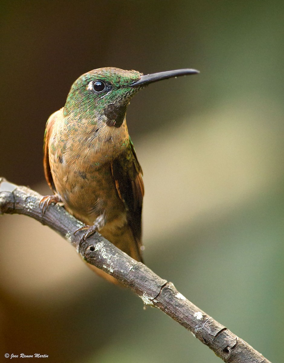 kolibřík hnědobřichý - ML205732121