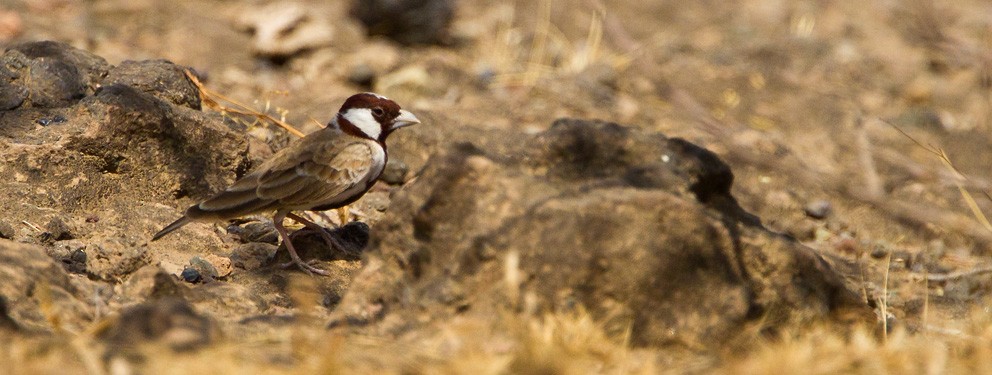 Chestnut-headed Sparrow-Lark - ML205732151