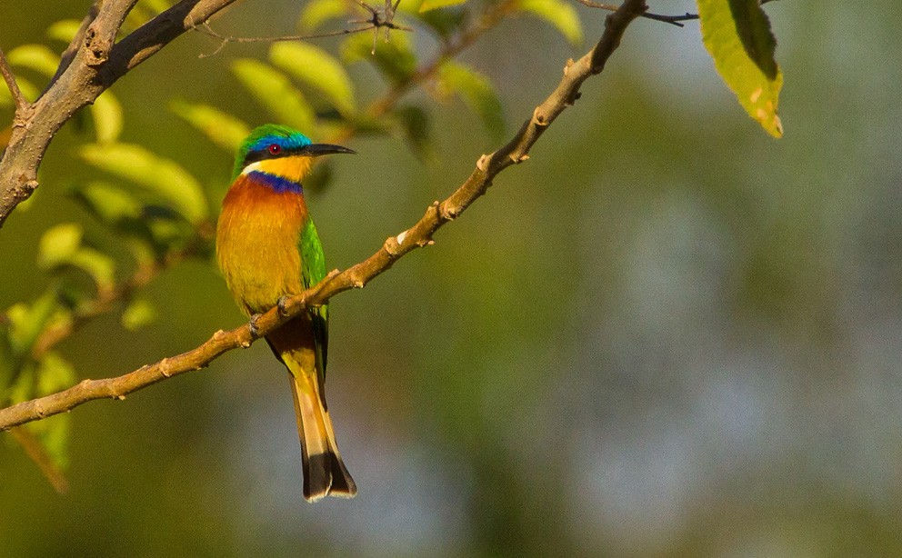 Ethiopian Bee-eater - ML205732211